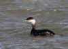 Slavonian Grebe