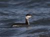 Slavonian Grebe