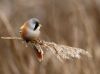 Bearded Tit