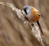 Bearded Tit