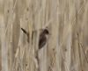 Cetti's Warbler