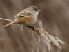 Bearded Tit