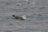 Yellow-legged Gull