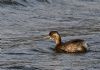 Little Grebe