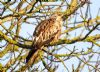 Red Kite