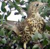 Mistle Thrush