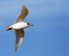 Mediterranean Gull