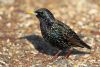 Starling