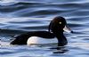 Tufted Duck