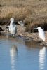 Spoonbill