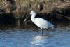 Spoonbill