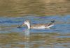 Spotted Redshank