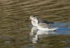 Spotted Redshank