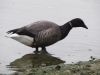 Dark-bellied Brent Goose