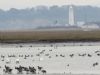 Dark-bellied Brent Goose