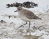 Grey Plover