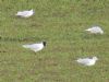 Mediterranean Gull