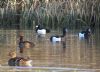 Tufted Duck