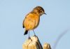 Stonechat