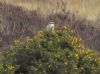 Great Grey Shrike