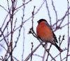 Bullfinch