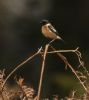 Stonechat