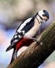 Great Spotted Woodpecker