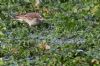 Water Pipit