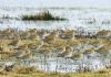 Golden Plover