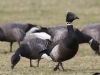 Black Brant