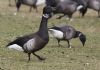 Black Brant