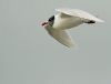 Mediterranean Gull