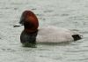 Pochard