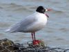 Mediterranean Gull