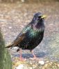 Starling