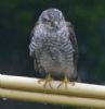 Sparrowhawk