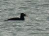 Surf Scoter