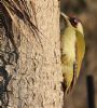 Green Woodpecker