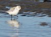 Sanderling