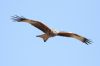 Red Kite