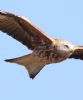 Red Kite