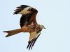 Red Kite