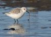 Sanderling