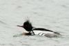 Red-breasted Merganser