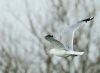 Ring-billed Gull