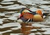 Mandarin Duck