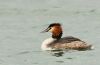 Great Crested Grebe