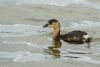 Little Grebe