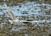 Mediterranean Gull