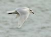 Mediterranean Gull